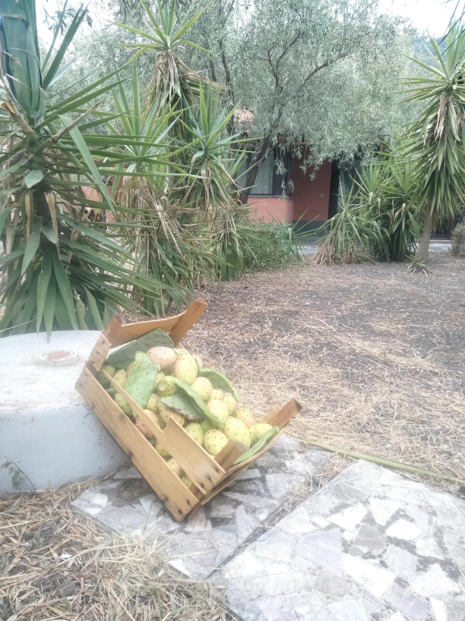 Cuntarati Nature Tourism - Simeto Etna Bronte Exterior photo